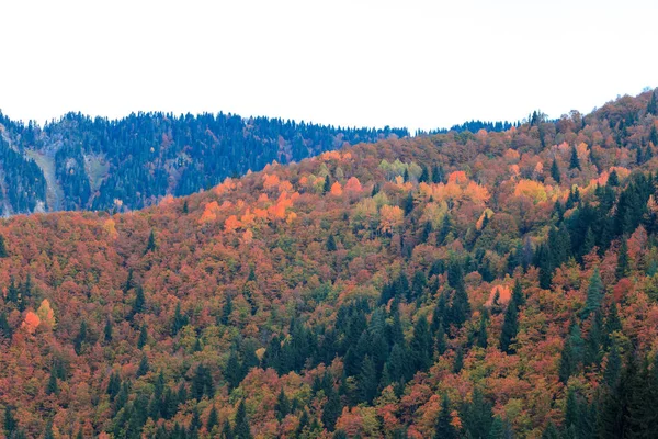 Arbres colorés dans les montagnes de Svaneti à l'automne. Beautifu — Photo