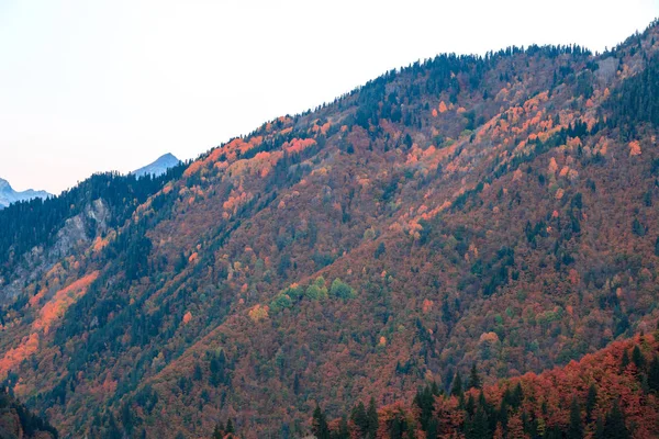 Arbres colorés dans les montagnes de Svaneti à l'automne. Beautifu — Photo