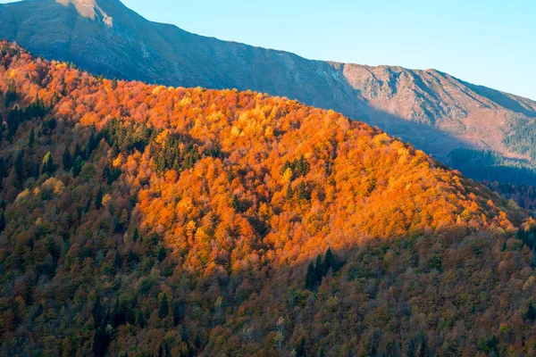 Arbres colorés dans les montagnes de Svaneti à l'automne. Beautifu — Photo