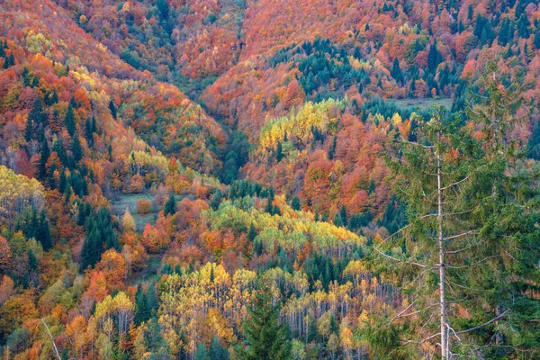 Sonbaharda Svaneti dağlarında renkli ağaçlar. Beautifu — Stok fotoğraf