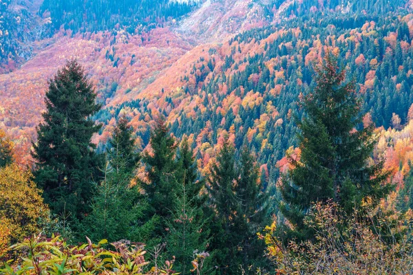 Sonbaharda Svaneti dağlarında renkli ağaçlar. Beautifu — Stok fotoğraf