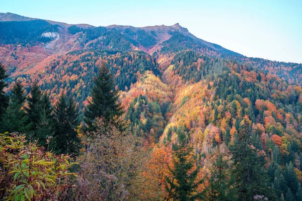 Sonbaharda Svaneti dağlarında renkli ağaçlar. Beautifu — Stok fotoğraf