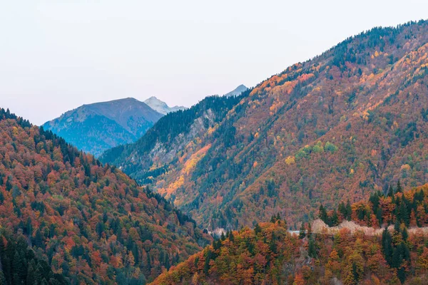 Sonbaharda Svaneti dağlarında renkli ağaçlar. Beautifu — Stok fotoğraf