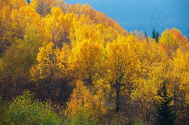 sonbaharda Svaneti dağlarında renkli ağaçlar. Beautifu