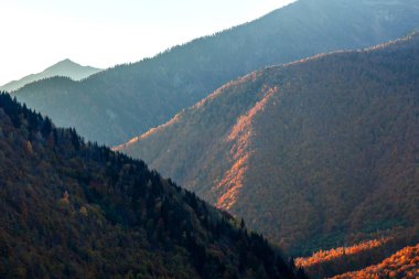 sonbaharda Svaneti dağlarında renkli ağaçlar. Beautifu