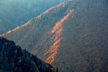 sonbaharda Svaneti dağlarında renkli ağaçlar. Beautifu