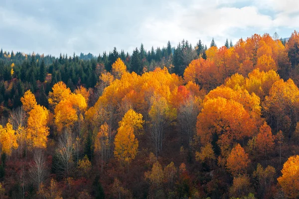 Красочные деревья в горах Сванети осенью. Мбаппе — стоковое фото