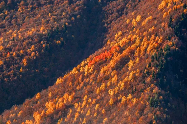 Árboles de colores en las montañas de Svaneti en el otoño. Beautifu. — Foto de Stock