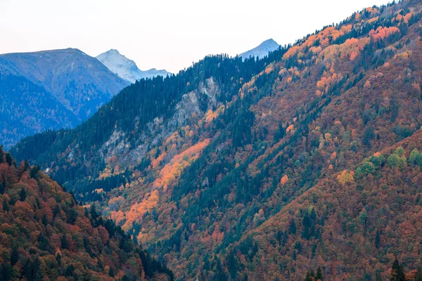 Sonbaharda Svaneti dağlarında renkli ağaçlar. Beautifu — Stok fotoğraf