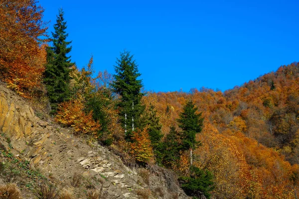 Красочные деревья в горах Сванети осенью. Мбаппе — стоковое фото