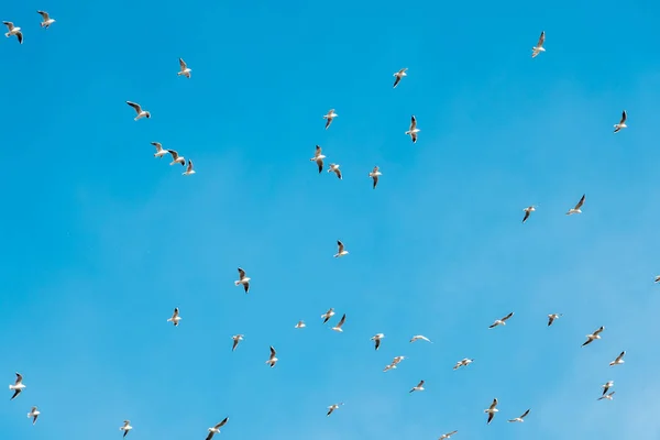 A lot of doves flying on blue sky freedom concept background — Stock Photo, Image