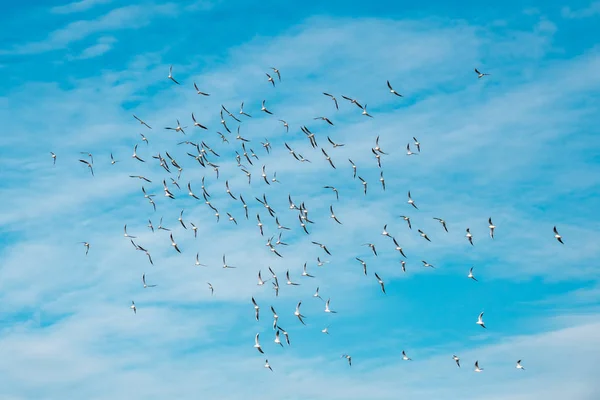 A lot of doves flying on blue sky freedom concept background