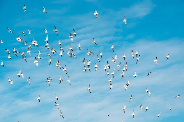 A lot of doves flying on blue sky freedom concept background