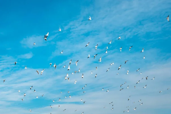 A lot of doves flying on blue sky freedom concept background