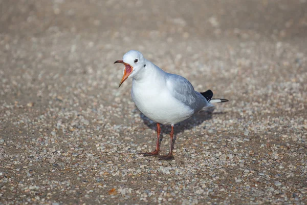 Portrait d'une mouette debout sur le sol — Photo