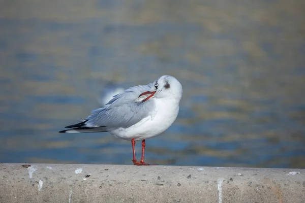 white seagulls at the water, portrait of birds.