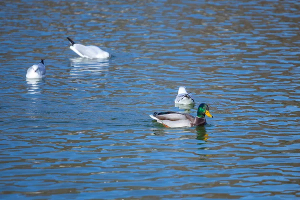 Gaviotas blancas en el agua, retrato de pájaros . — Foto de Stock