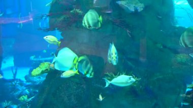 Akvaryum renkli balıklar koyu mavi sularda