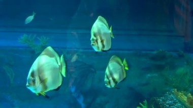 Akvaryum renkli balıklar koyu mavi sularda