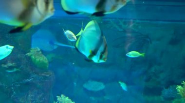 Akvaryum renkli balıklar koyu mavi sularda