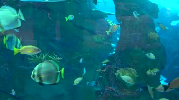 Aquarium Bunte Fische Dunkelblauem Wasser — Stockvideo