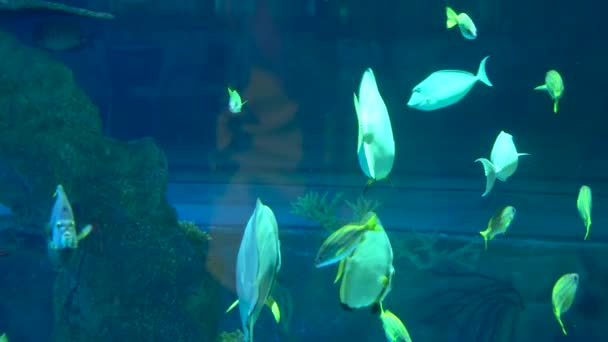 Aquarium Colourfull Fishes Dark Deep Blue Water — Stock Video