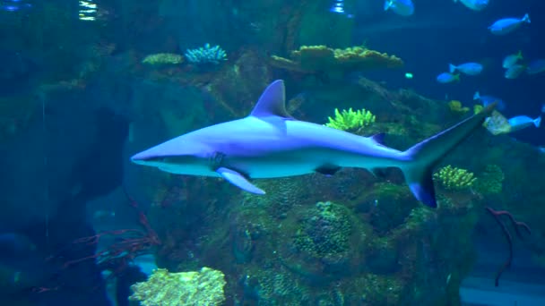 サメの大水槽水のプール — ストック動画