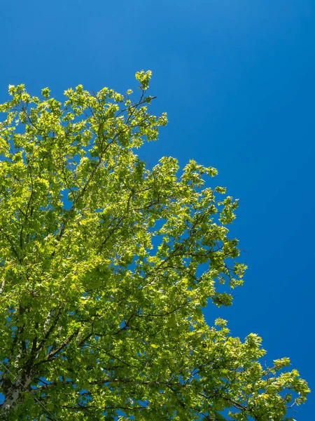 Sycamore liści drzewa na błękitne niebo — Zdjęcie stockowe