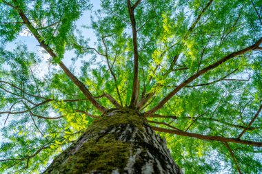 gökyüzünde bataklık selvi dalları, bahar zamanı. 