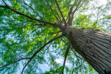 gökyüzünde bataklık selvi dalları, bahar zamanı. 