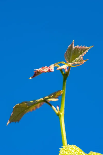 Jeune pousse de raisin contre le ciel bleu. bourgeons de vignoble au printemps — Photo