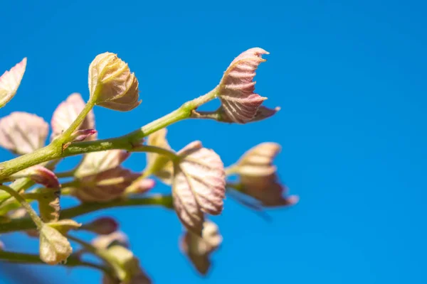 Jeune pousse de raisin contre le ciel bleu. bourgeons de vignoble au printemps — Photo