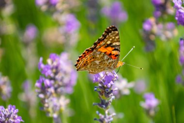 Kelebek mor lavanta çiçekleri, lavanta alan closeup.