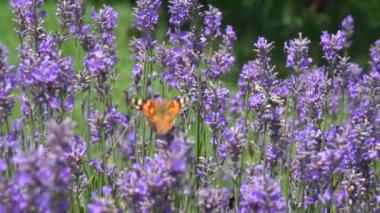Kelebek lavanta çiçek üzerinde uçan