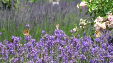 Kelebek lavanta çiçek üzerinde uçan