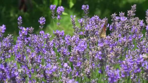 Fjäril Flyger Över Lavendel Blomma — Stockvideo