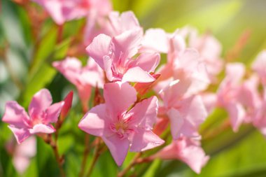 Güzel pembe nerium oleander çiçekler parlak yaz gününde