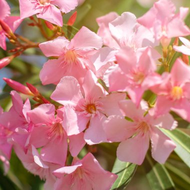 Güzel pembe nerium oleander çiçekler parlak yaz gününde