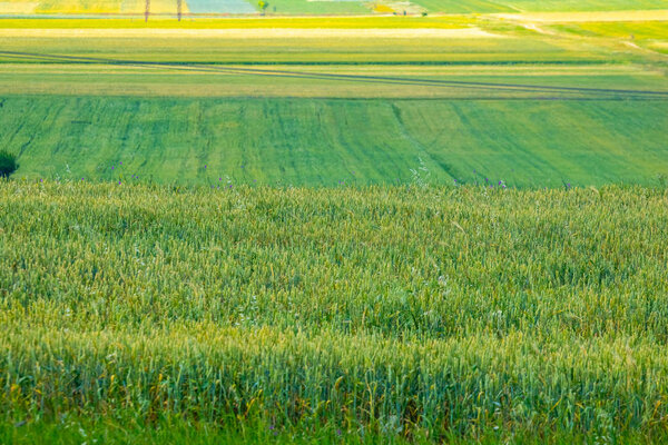 Wheat field, landscape of agricultural grain crops