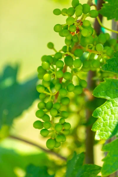 Bunches of young unripe grapes. Close shot — Stock Photo, Image