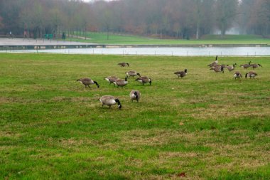 Versailles parkında yeşil ot yiyen kazlar.