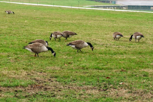 Gansos no parque de Versalhes comendo grama verde . — Fotografia de Stock