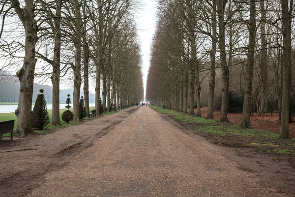 Alley with path line of trees at Versailles garden in winter.