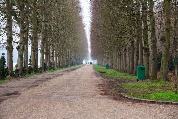 Alley with path line of trees at Versailles garden in winter.