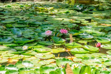 güzel nilüferler Tsvermaghala park, G gölde çiçek