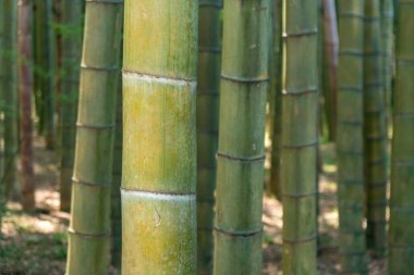 Bambu orman ağaçları arka plan görünümü. Bambu ormanı arka planı. B