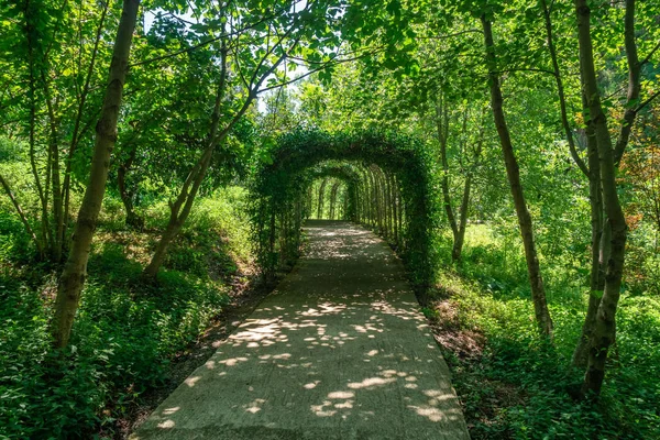 Beautiful green tunnel with light in background in Tvermaghala p