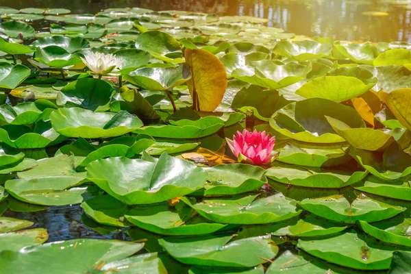 Hermosos lirios de agua florecen en el lago en el parque Tsvermaghala, G — Foto de Stock