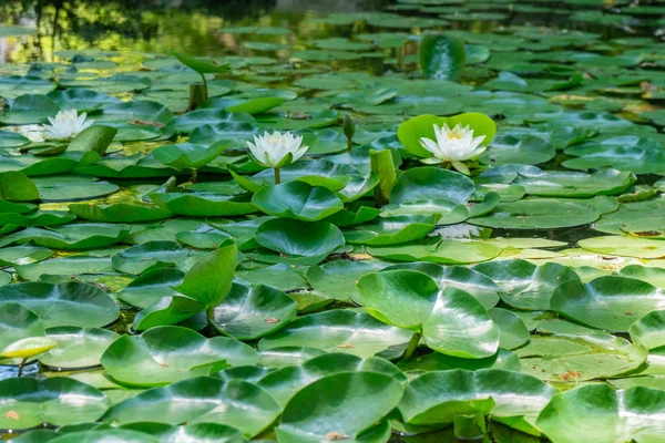 Hermosos lirios de agua florecen en el lago en el parque Tsvermaghala, G — Foto de Stock