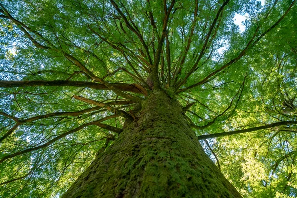 gökyüzünde bataklık selvi dalları, bahar zamanı.